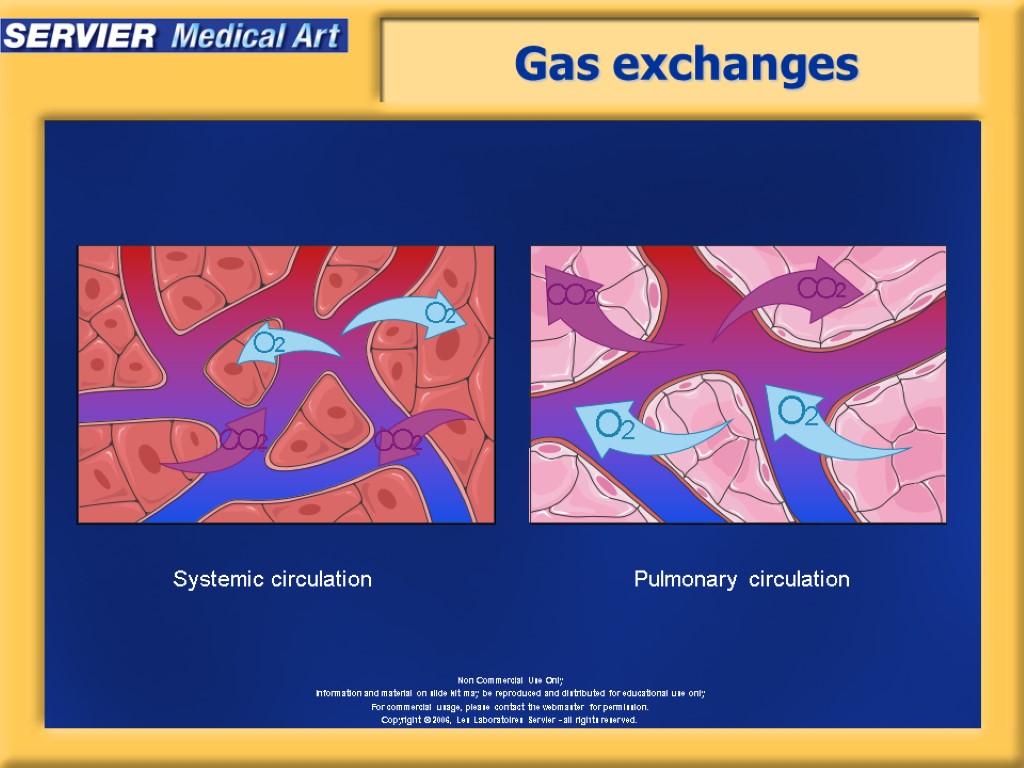 Gas exchanges Systemic circulation Pulmonary circulation